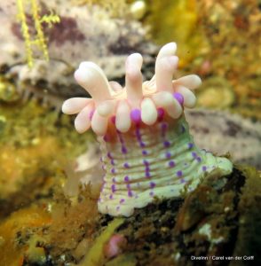 Great Cape Town Diving