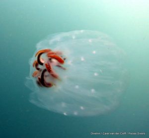 Great Cape Town Diving
