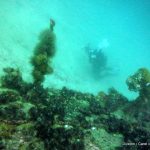 Great Cape Town Diving