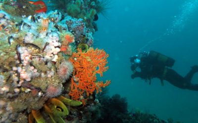 Dive Inn Cape Town – Great dives in Cape Town