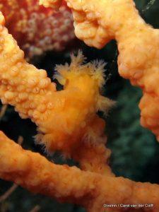 Great Cape Town Diving