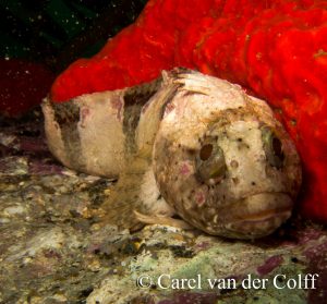 ReActivate Dive Inn Cape Town