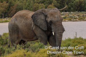 Aquila Private Game reserve - Elephant