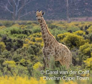 Aquila Private Game reserve