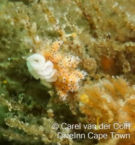 Dive Inn Cape Town Peak Season