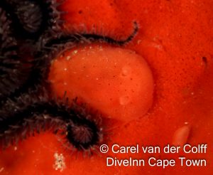 Dive Inn Cape Town Peak Season