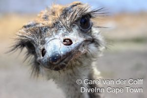 Dive Inn Cape Town Peak Season